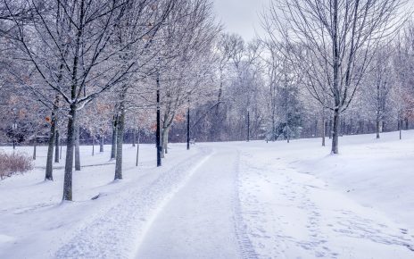 snow covered road between bare trees under cloudy sky during daytime