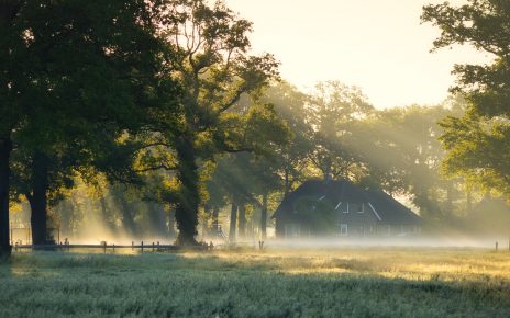 green grass field with trees during daytime