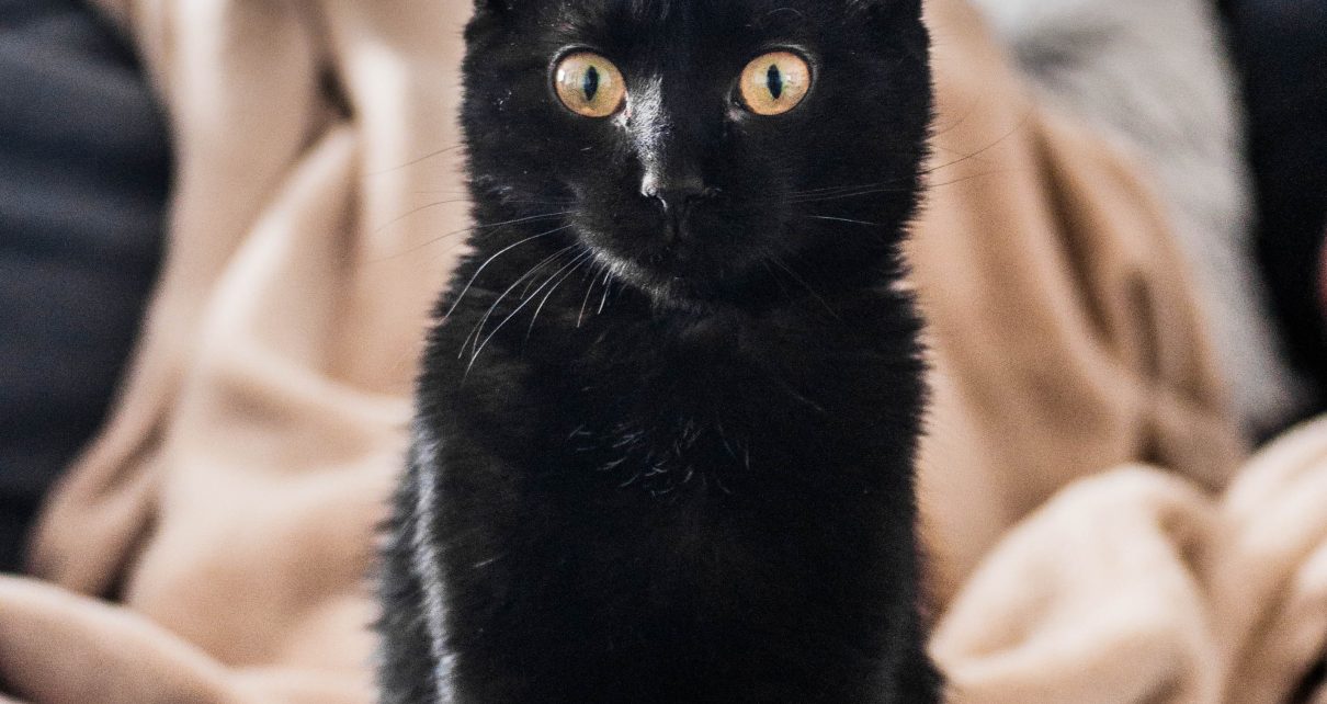 black cat on brown textile