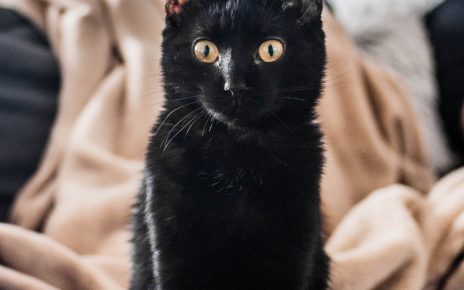 black cat on brown textile