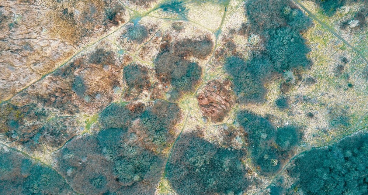 bird's eye view photography of green leafed trees